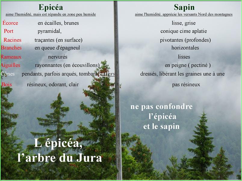 Epicéa arbre Jura